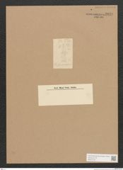 Diatomeae indet. Zeichnungen Sammlung Grunow Nr. 2839 (NHMW-BOT-W0370153)